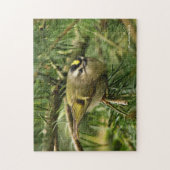 Cute Kinglet Songbird Causes Stir in de Fir Legpuzzel (Verticaal)