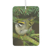 Cute Kinglet Songbird Causes Stir in de Fir Luchtverfrisser (Voorkant)