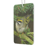 Cute Kinglet Songbird Causes Stir in de Fir Luchtverfrisser (Links)