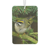 Cute Kinglet Songbird Causes Stir in de Fir Luchtverfrisser (Achterkant)