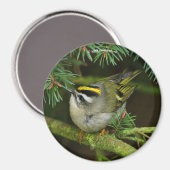 Cute Kinglet Songbird Causes Stir in de Fir Magneet (Voorkant / Achterkant)