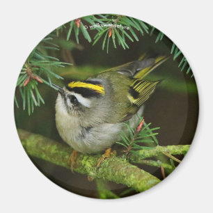 Cute Kinglet Songbird Causes Stir in de Fir Magneet