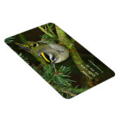 Cute Kinglet Songbird Causes Stir in de Fir Magneet (Rechterzijde)