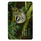 Cute Kinglet Songbird Causes Stir in de Fir Magneet (Verticaal)