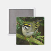 Cute Kinglet Songbird Causes Stir in de Fir Magneet (Voorkant / Achterkant)