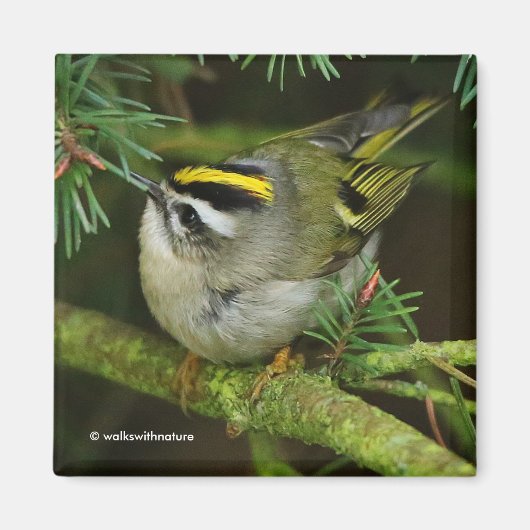 Cute Kinglet Songbird Causes Stir in de Fir Magneet (Voorkant)