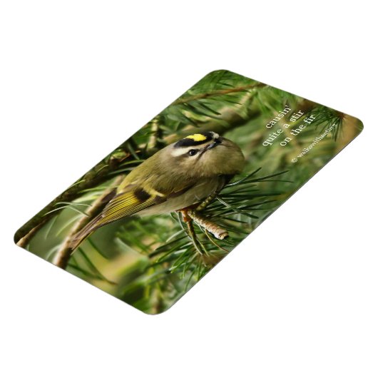 Cute Kinglet Songbird Causes Stir in de Fir Magneet (Linkerzijde)