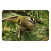 Cute Kinglet Songbird Causes Stir in de Fir Magneet (Horizontaal)