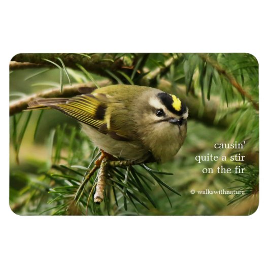 Cute Kinglet Songbird Causes Stir in de Fir Magneet (Horizontaal)