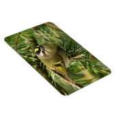 Cute Kinglet Songbird Causes Stir in de Fir Magneet (Rechterzijde)
