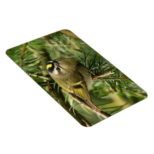 Cute Kinglet Songbird Causes Stir in de Fir Magneet (Rechterzijde)