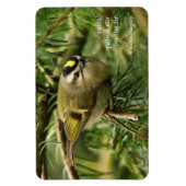 Cute Kinglet Songbird Causes Stir in de Fir Magneet (Verticaal)