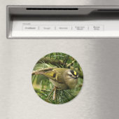 Cute Kinglet Songbird Causes Stir in de Fir Magneet (Insitu (Vaatwasser))