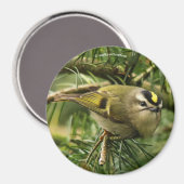 Cute Kinglet Songbird Causes Stir in de Fir Magneet (Voorkant / Achterkant)