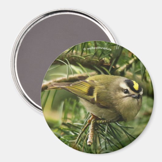 Cute Kinglet Songbird Causes Stir in de Fir Magneet (Voorkant / Achterkant)