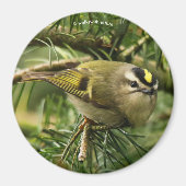 Cute Kinglet Songbird Causes Stir in de Fir Magneet (Voorkant)