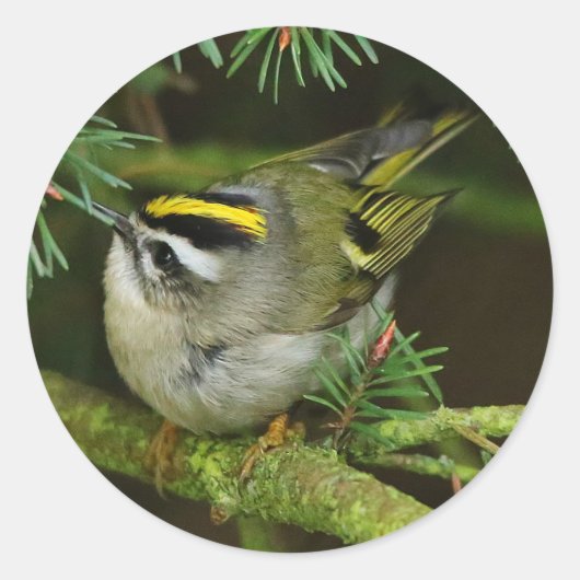 Cute Kinglet Songbird Causes Stir in de Fir Ronde Sticker (Voorkant)