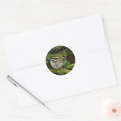 Cute Kinglet Songbird Causes Stir in de Fir Ronde Sticker (Envelop)