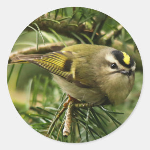 Cute Kinglet Songbird Causes Stir in de Fir Ronde Sticker