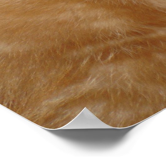 Cute Kit! Poster (Hoek)