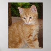 Cute Kit! Poster (Voorkant)