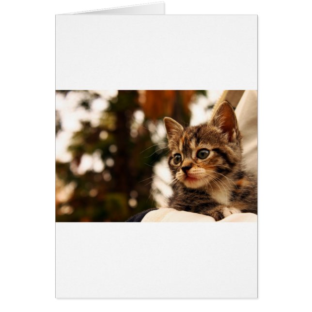 Cute Kitten (Voorkant)