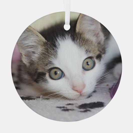 Cute Kitten 1 FotoCirkel Glas Ornament (Achterkant)