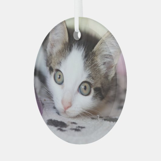 Cute Kitten 1 FotoCirkel Glas Ornament (Voorkant links)