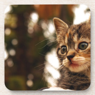 Cute Kitten Bier Onderzetter