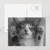 Cute Kitten Briefkaart (Voorkant / Achterkant)