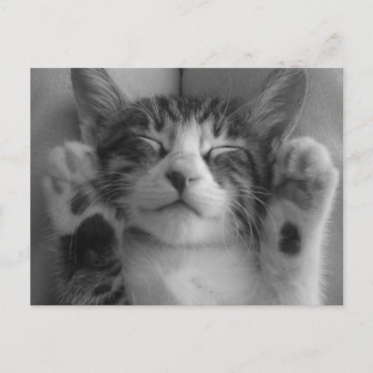 Cute Kitten Briefkaart (Voorkant)