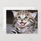 Cute Kitten Briefkaart (Voorkant / Achterkant)