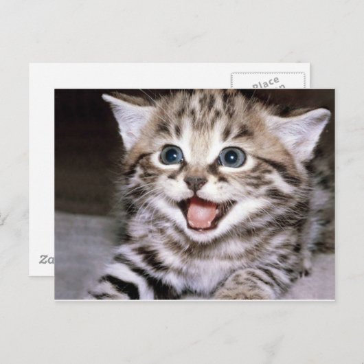 Cute Kitten Briefkaart (Voorkant / Achterkant)