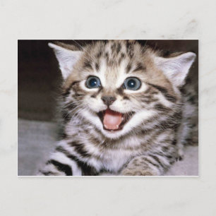 Cute Kitten Briefkaart