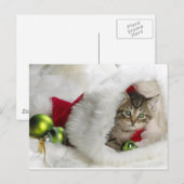 Cute Kitten Briefkaart (Voorkant / Achterkant)
