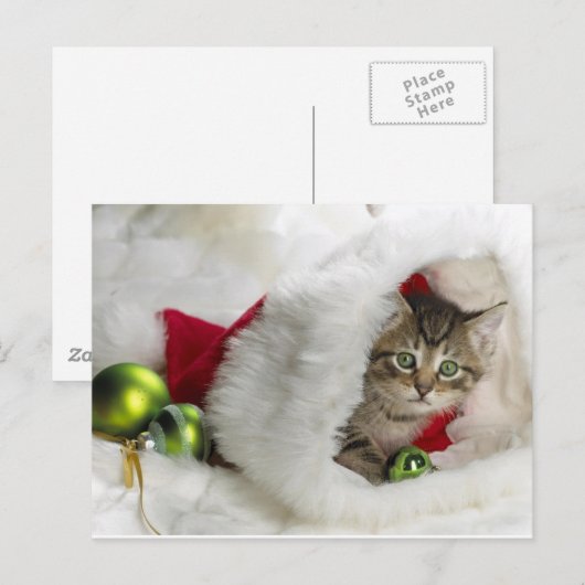 Cute Kitten Briefkaart (Voorkant / Achterkant)