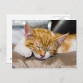 Cute Kitten Briefkaart (Voorkant / Achterkant)