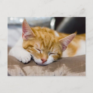Cute Kitten Briefkaart