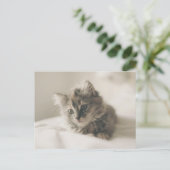 Cute Kitten Briefkaart (Staand voorkant)