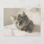 Cute Kitten Briefkaart (Voorkant)