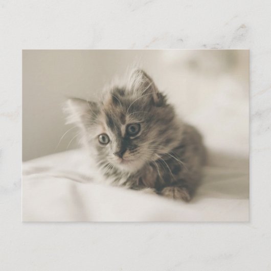 Cute Kitten Briefkaart (Voorkant)