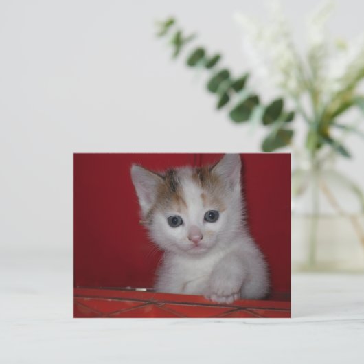 Cute Kitten Briefkaart (Staand voorkant)