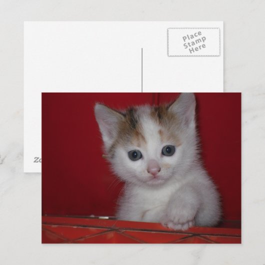 Cute Kitten Briefkaart (Voorkant / Achterkant)