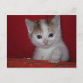 Cute Kitten Briefkaart (Voorkant)
