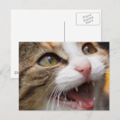 Cute Kitten Briefkaart (Voorkant / Achterkant)