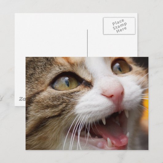 Cute Kitten Briefkaart (Voorkant / Achterkant)