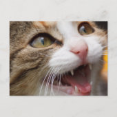 Cute Kitten Briefkaart (Voorkant)