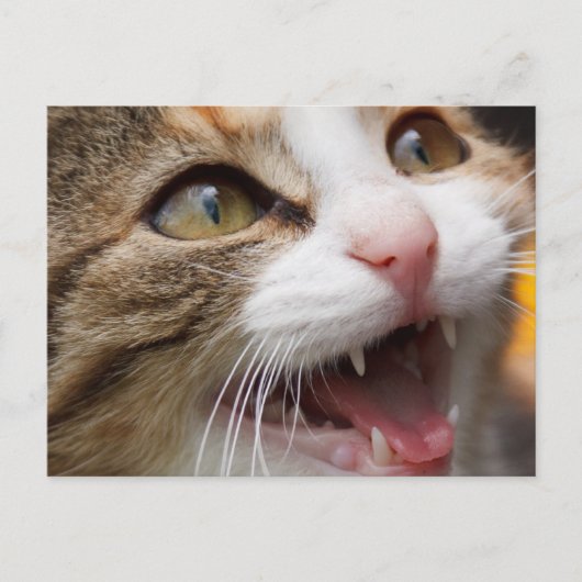 Cute Kitten Briefkaart (Voorkant)