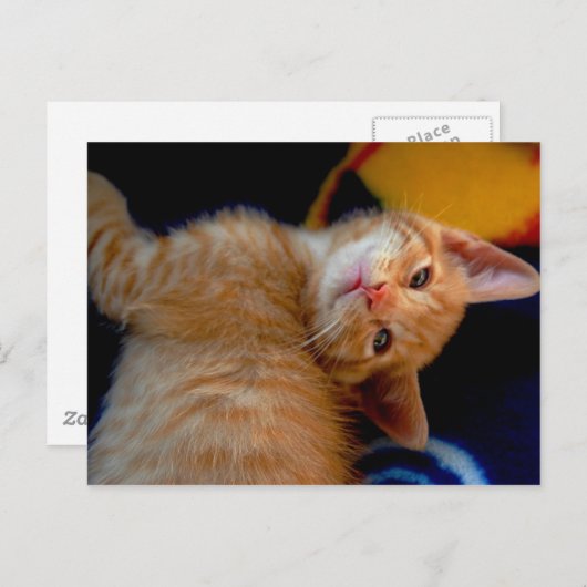 Cute Kitten Briefkaart (Voorkant / Achterkant)