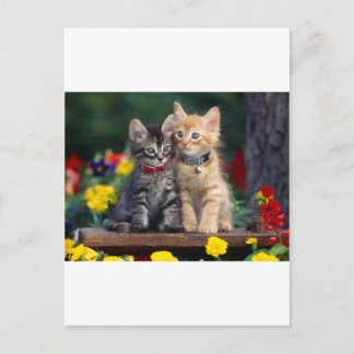 Cute-Kitten Briefkaart